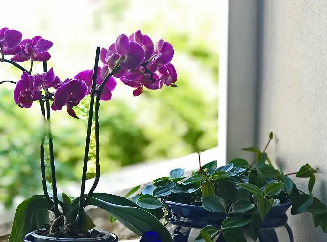 Hébergement de vacances House Romeo